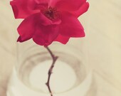 Pink rose print- cream, romantic, rustic, shabby chic, spring, flower, nursery decor, 8x10 print, fine art photograph