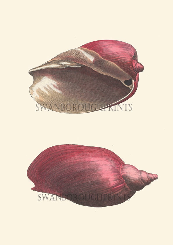 Sea Shell Vintage Print - Pink Seashell print - Nautical - Coastal home decor  - Beach house decor - Inspired by the sea