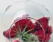 Air Plant Terrarium // Hanging glass orb // Red Reindeer Moss // Pink Sand // Home and Garden // Living Home Decor // Gift Ideas