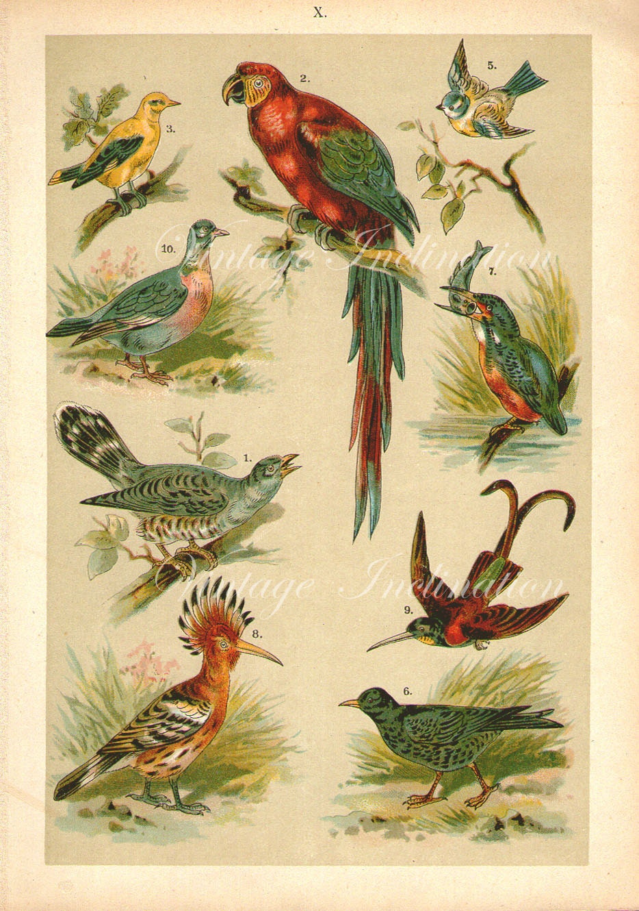 ORIGINAL ANTIQUE BIRD Print, 1895 color Chromolithograph quality old vintage antique wall art to frame
