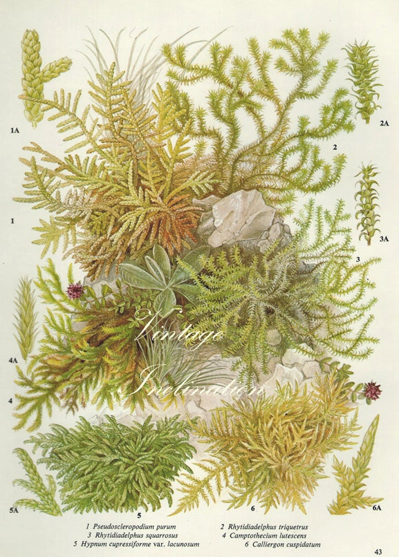 Vintage Antique MOSS illustration, book page, book print, bookplate 43