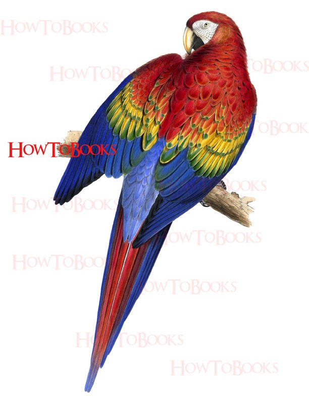 RED and YELLOW MACCAW Bird illustration Digital Download Digital Collage Sheet Ready To Print 300 dpi Jpg and Png