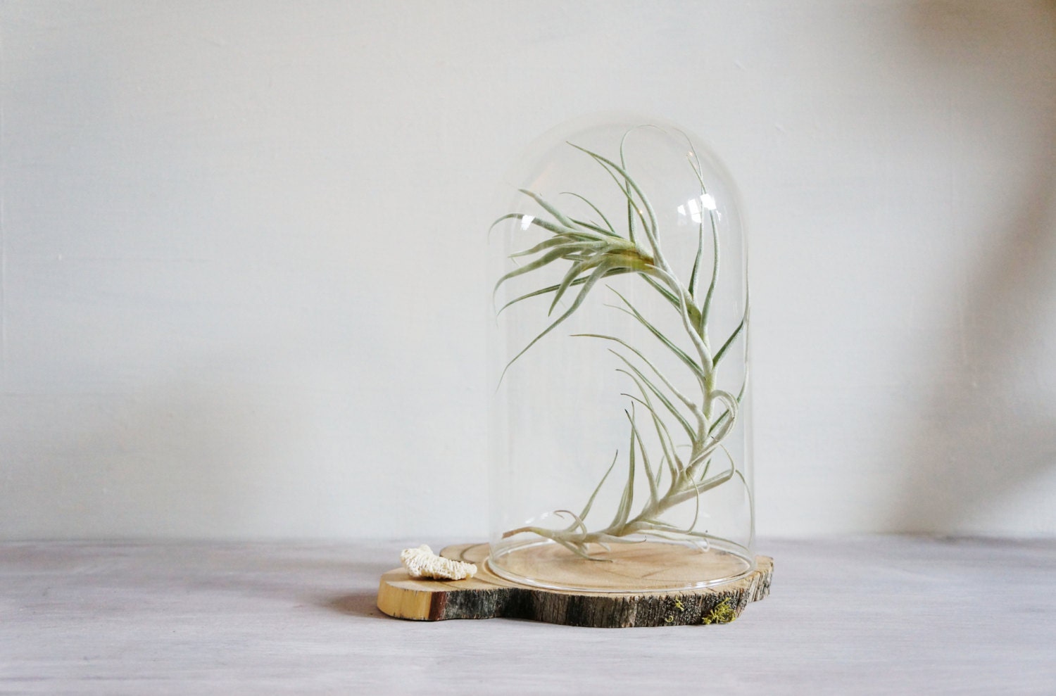Glass Cloche, Dome with Wood Base- Free Shipping