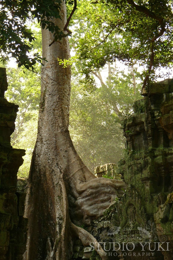 Woodland Tree Angkor Photography - Fine Art Travel Print - Nature 12x18 Signed Art Print - Ta Prohm, Angkor, Cambodia - Serenity