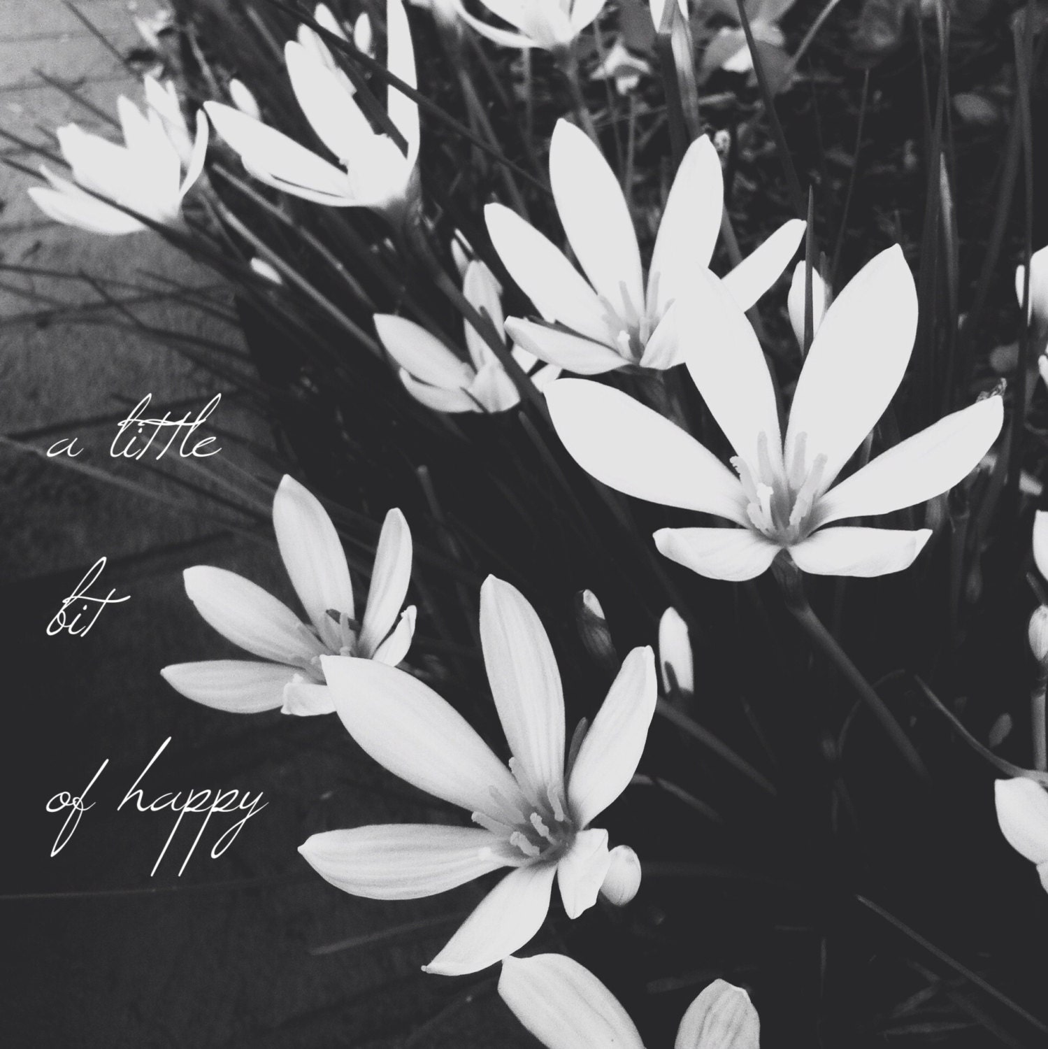 a little bit of happy, notecard, 10 x 10cm blank photo card, premium quality
