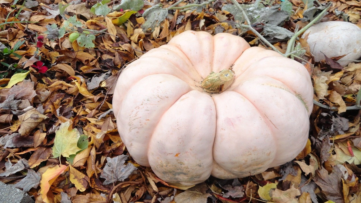 12 Porcelain Doll Heirloom Pumpkin Seeds - Hand Harvested - Michigan Grown