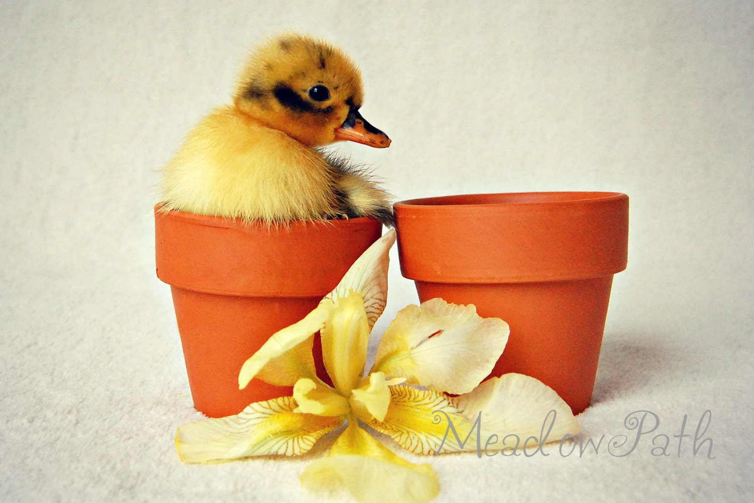 Duckling, Baby Duck, Miss You, Sympathy, New Baby, Photo Note Cards, Set of 4, 'Something's Missing'