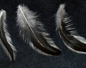 Feathers White Edged Black Spear Shaped 30
