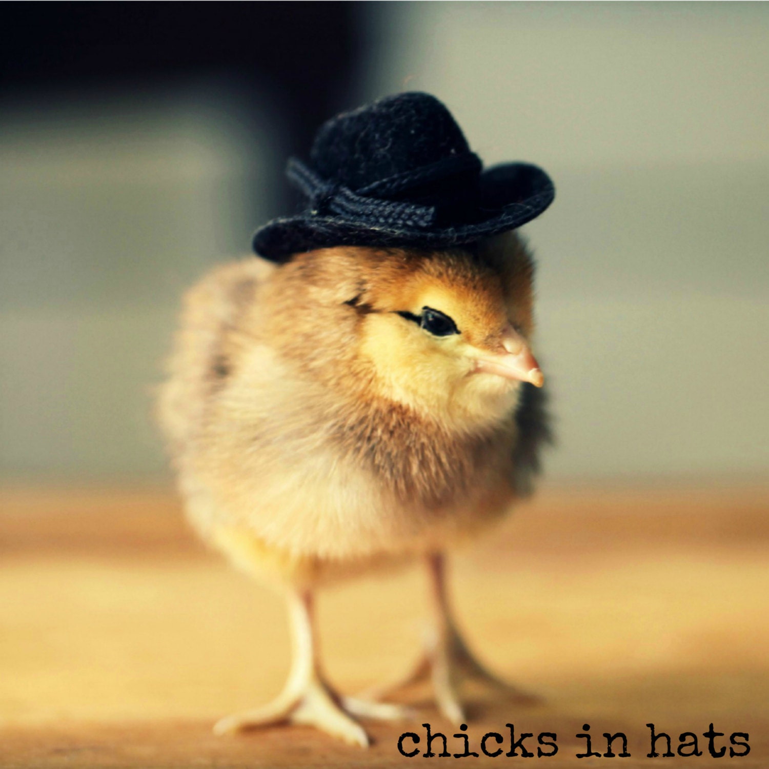 Greeting Card Set Chicks in Top Hats Folded Photo Note Cards With Envelopes (4)