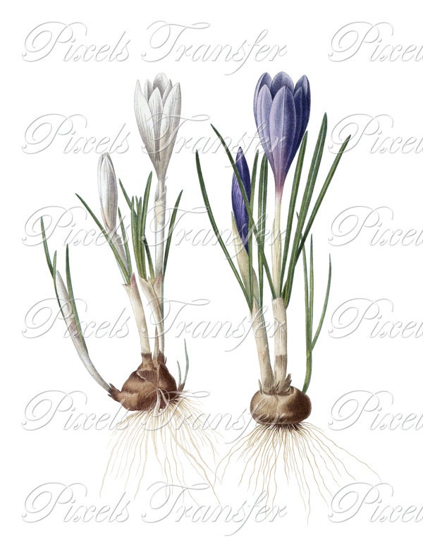 CROCUSES digital clipart, spring flowers white blue crocus, digital download Redoute no.241