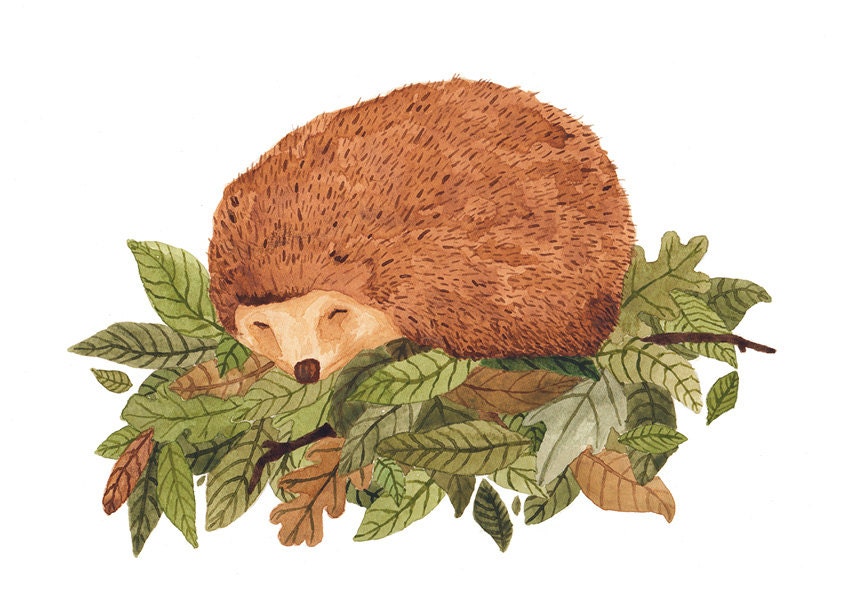 Hedgehog Illustration - Archival Print A4
