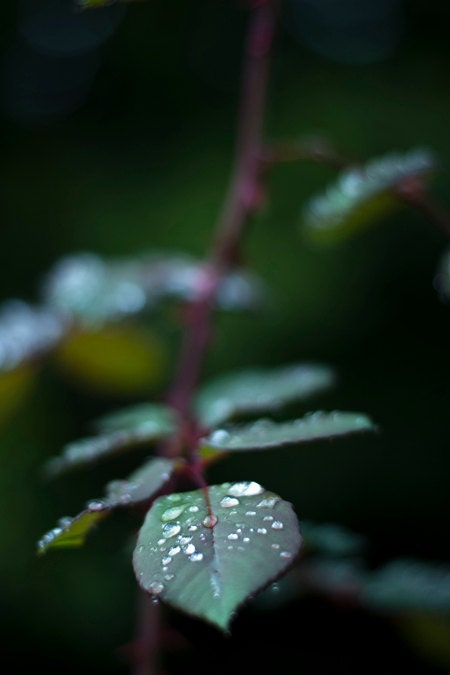 Rainy Day Leaves Photograph - water drops rain macro photography - 4x6 Fine Art Photo Print