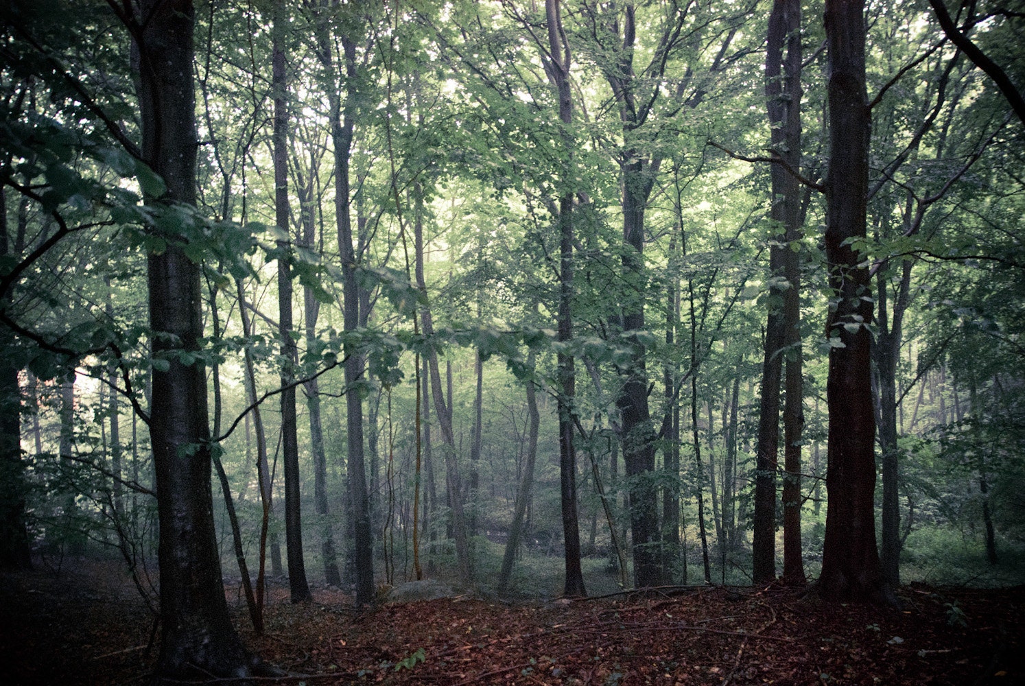 Mystical Forrest nr 2 -Fine Art Photography- Archival paper 8x12
