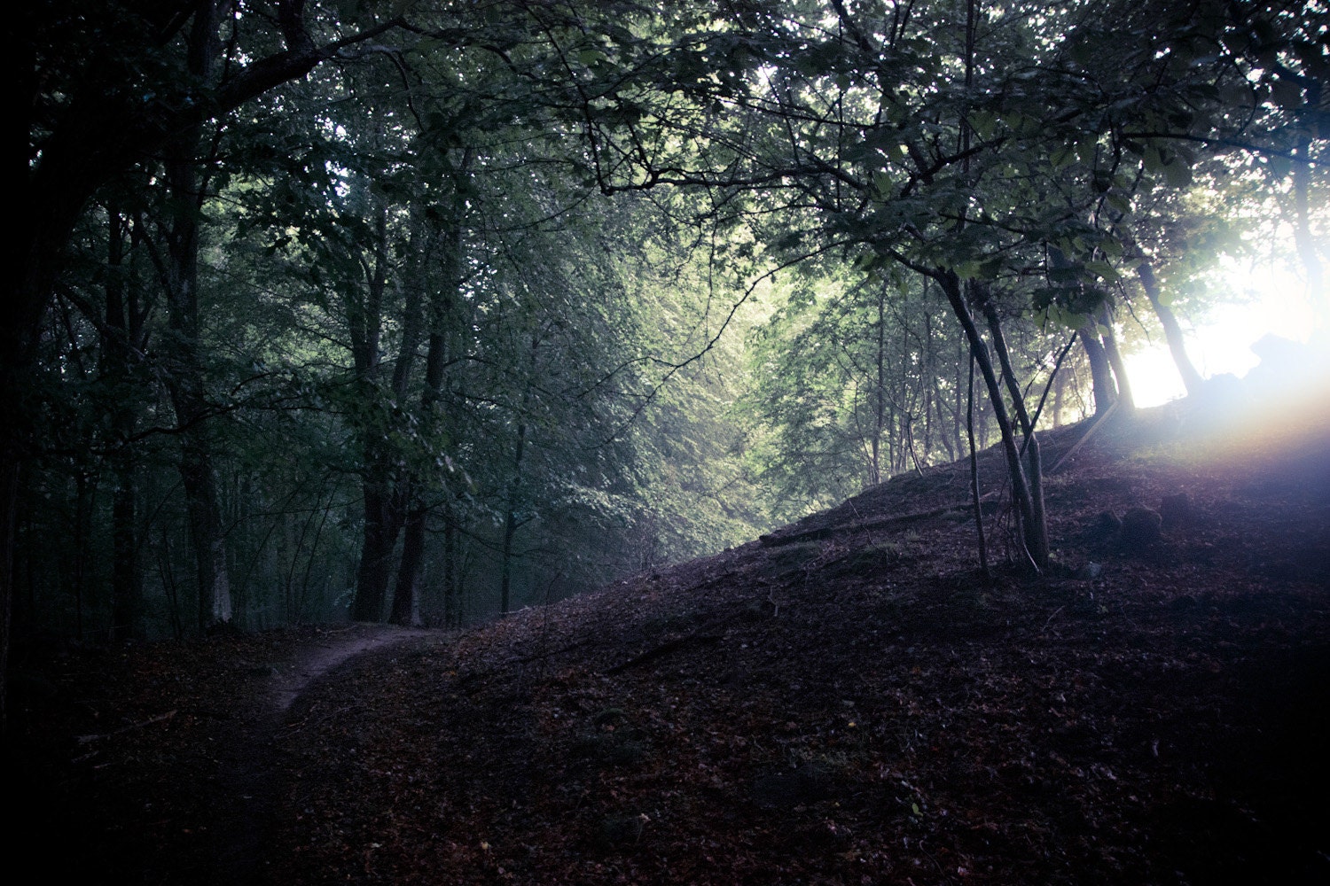 Mystical Forrest nr 1 -Fine Art Photography- Archival paper 8x12