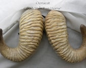 Pale Ram Horns -  Extra Large - Made to Order