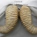 Pale Ram Horns - Extra Large - Made to Order