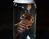 Mini Scorpion in Glass Vial ODDITIES