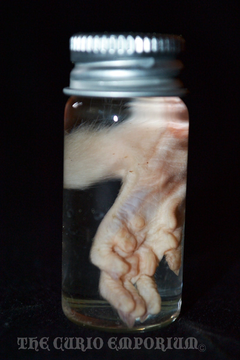 Mini Glass Vial with Preserved Rat Foot ODDITIES