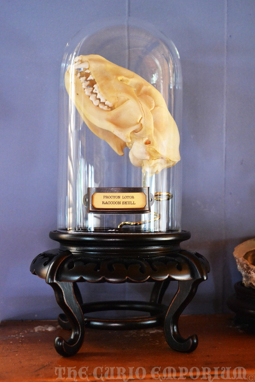 STEAMPUNK Oddities Procyon Iotor American Raccoon Skull Dome SKU:RSDD