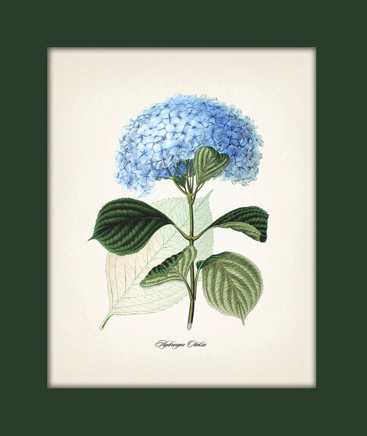 Blue Hydrangea 11x14 - (Hydrangea Otaksa) - Fine art print of a vintage natural history antique botanical illustration