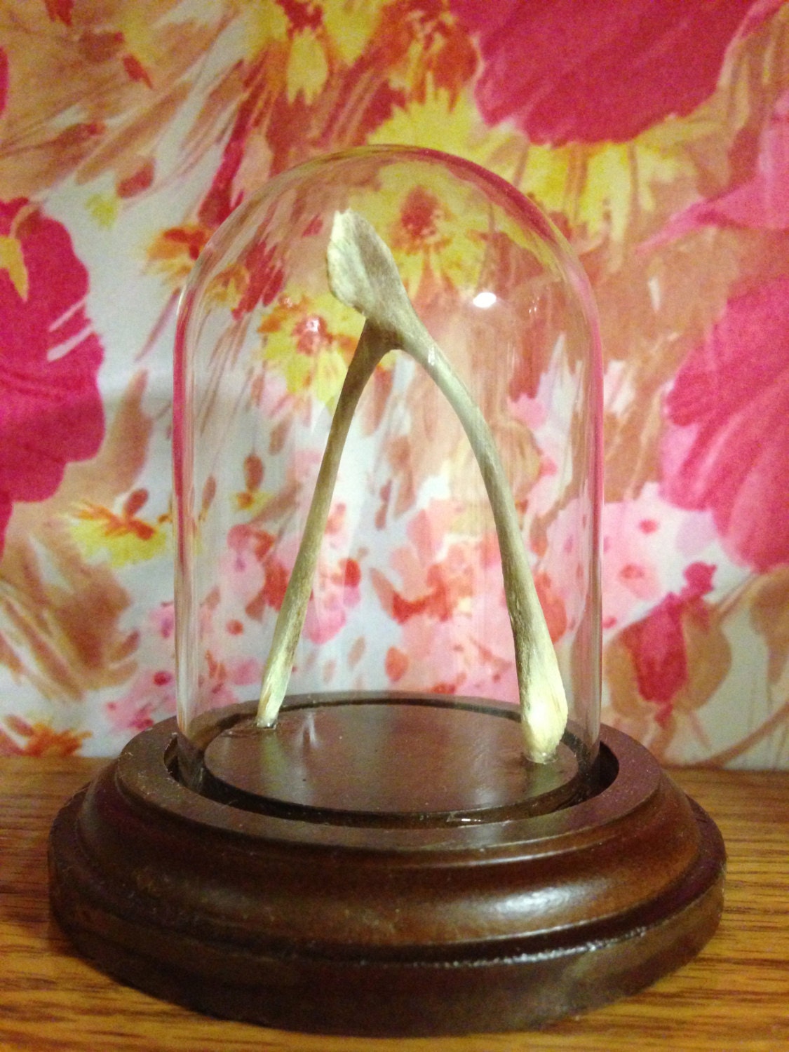 Wishbone in glass dome