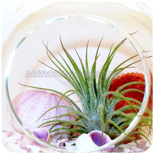 Tillandsia Air Plant Terrarium Kit - Hanging Glass Orb Globe - Airplant Up The Shore - Beach Decorations Birthday Housewarming Gift
