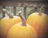 8x10 Pumpkin Trio. Nature Photography. Wall Art. Home Decor. Fall. Halloween. Pumpkins. Orange. Autumn. Garden.