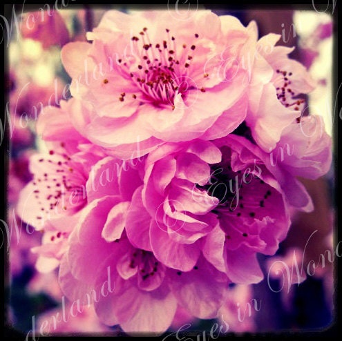 5x5 Pink Flowering Plum Tree Flowers Fine Art Photograph, Square Photo Nature Photography