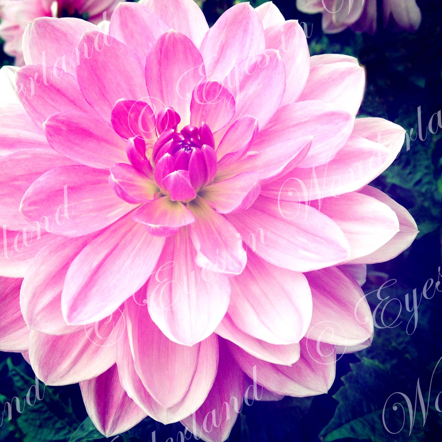 8x8 Pink Dahlia Flower Print Fine Art Photograph Square Photo Nature Photography