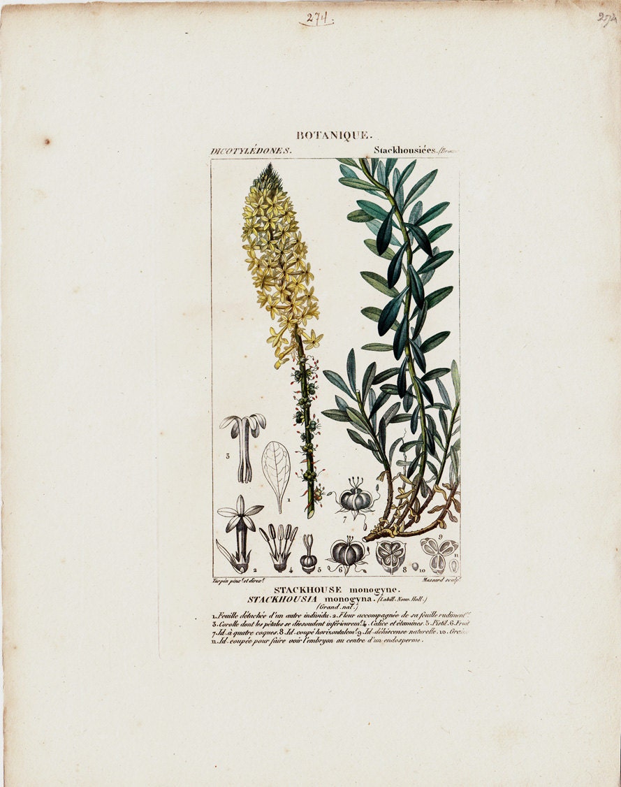 1816 Antique BOTANICAL engraving by Turpin,  Yellow dicotyledons, Hand colored, original fine antique print