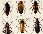 1869 Antique  BEETLE engraving, different species of BEETLES. Insects. Entomology. 120 years old nice print.