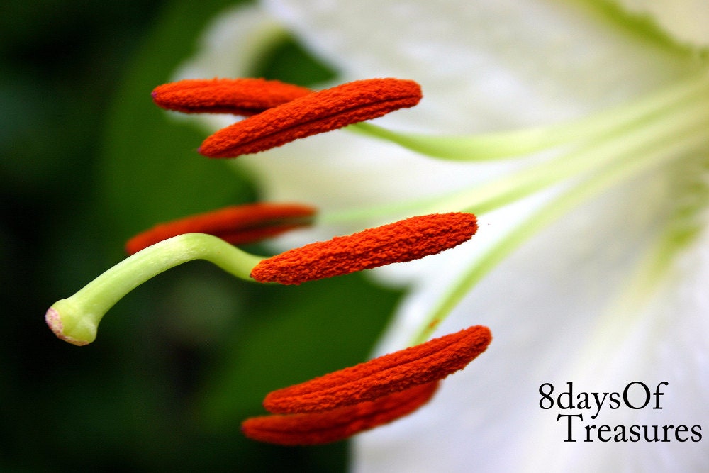 Lilly, White, Red, Green, Floral Photography, Floral, Spring, Summer, Nature Photography, Home Decor, Wall Decor