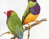 Paintings of birds finches 5x7 print from original watercolor painting gouldian finches  exotic tropical bird painting earthspalette