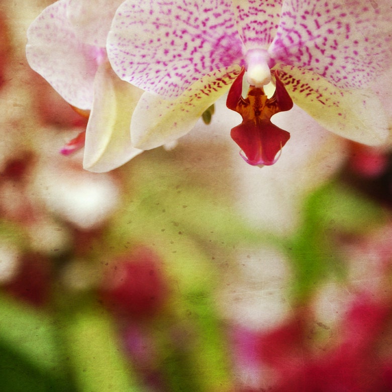 8x8 fine art photography print, neon magenta, green home decor square, LIMITED EDITTION fuchsia pink orchid, shabby botanical herbal HQ
