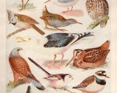 Vintage Antique 1930s Bird bookplate original lithograph art print illustration 3023