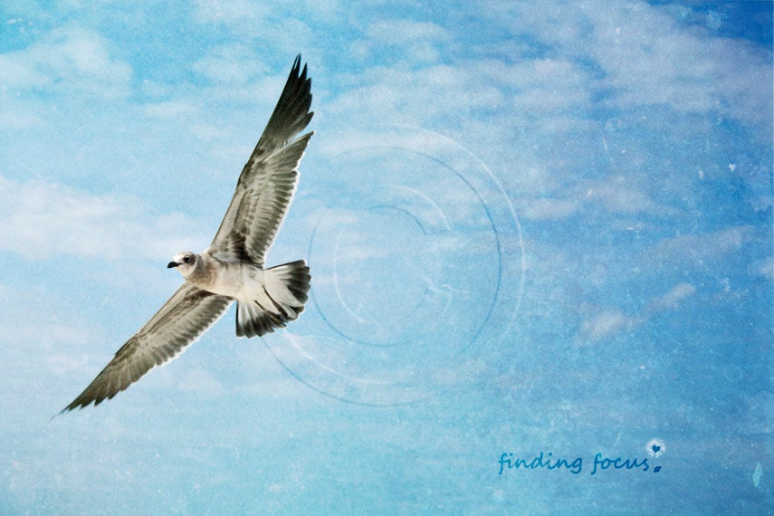 Bird in Flight, Seagull Photography, Dreamy Sea Gull Flying Aqua Ombre Marine Blue Sky & White Clouds, Coastal Cottage 8x12 Beach Art Photo