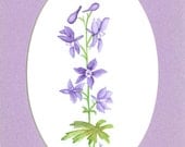 floral SFA watercolor LARKSPUR original matted