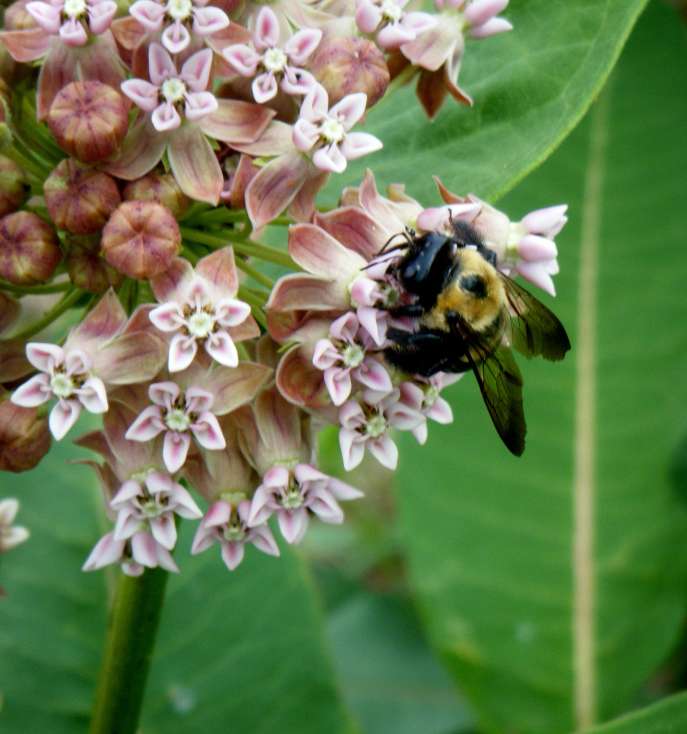 Carpenter Bee in Milkweed Photo Print 8 x 10, Fine Art Photography, Botanical Print, Insects, Bees, Home Decor