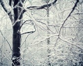 The Story of Snow - Winter Photography, Tree Branches, Magical Woodland Photograph, White, Icy Silver Grey, Enchanting, Magical Fairytale