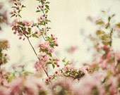 Here Today - Flower Photography, Pink Cherry Blossoms, Romantic Wall Art, Spring Pastel, Nature, Yellow, Feminine, Floral