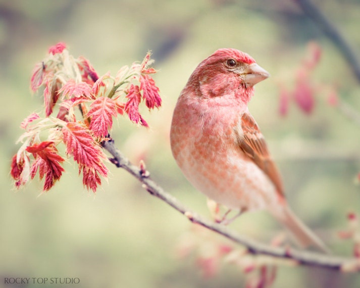 Bird Photography Print, Nature Photography, Woodland Animal Art Print, Bird Print, Coral Red, Sage Green, Forest Animal Wall Art, 8x10 Print