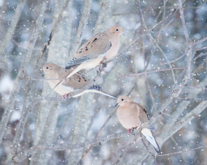Winter Birds Print, Nursery Art, Woodland Animal Print, Mourning Doves in Snow, Nature Photography, 8x10 Print, Winter Decor, Wall Art Print
