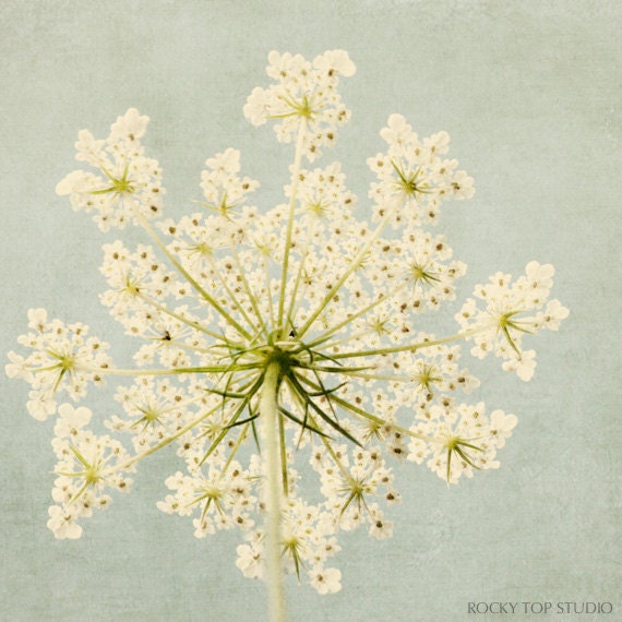 Flower Photography, Queen Anne's Lace Floral Art Print, Nature Photography, Fine Art Photo, Flower Wall Decor, Aqua & Ivory Wall Art Print