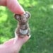 Needle Felted Miniature Brown Mouse Tiny Figurine