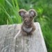 Needle Felted Miniature Brown Mouse Tiny Figurine