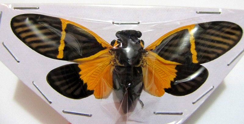 OVERSTOCK: spread Bequartina electa Real Orange Cicadas