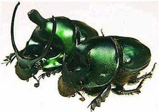 OVERSTOCK: Real Green Dung Beetle Pair, Onthophagus mouhoti