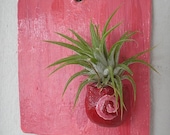Multi Dimensional Pink Wall Hanging Tillandsia  Air Plant Planter OOAK   BIG  SALE