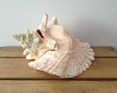 conch Huge Sea Shell - Shabby Chic Decor - Beach Decor - Nautical Decor