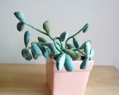 SALE Stuffed Jade Plant